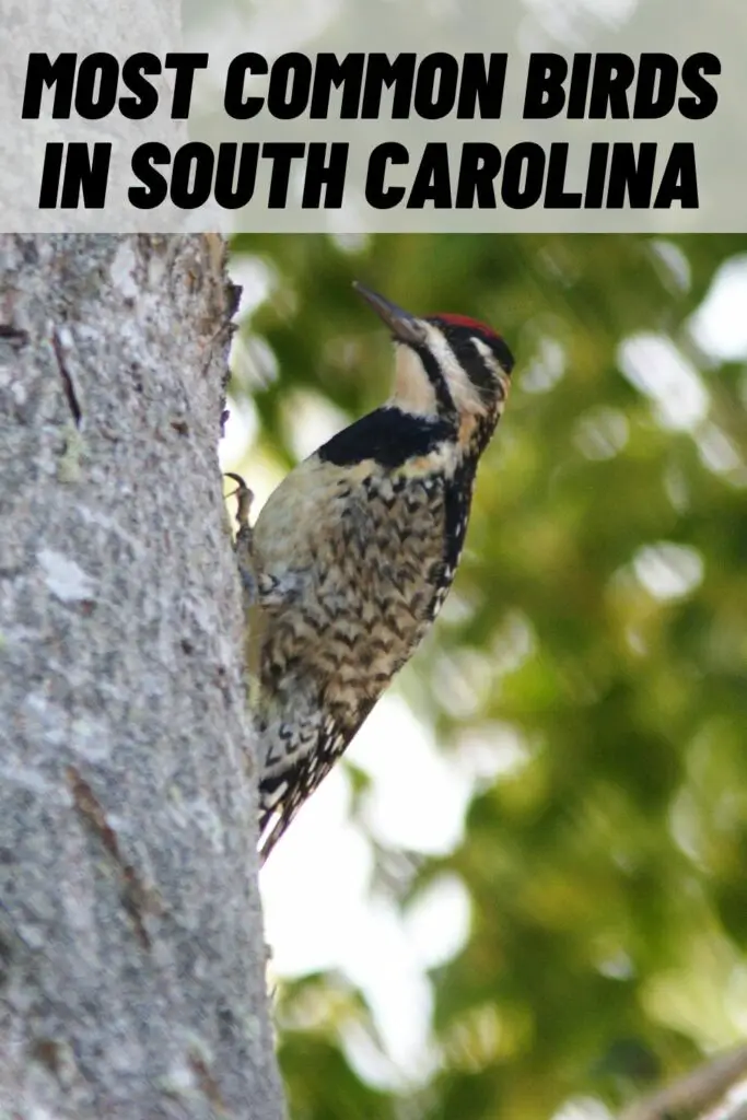 most common birds in south carolina