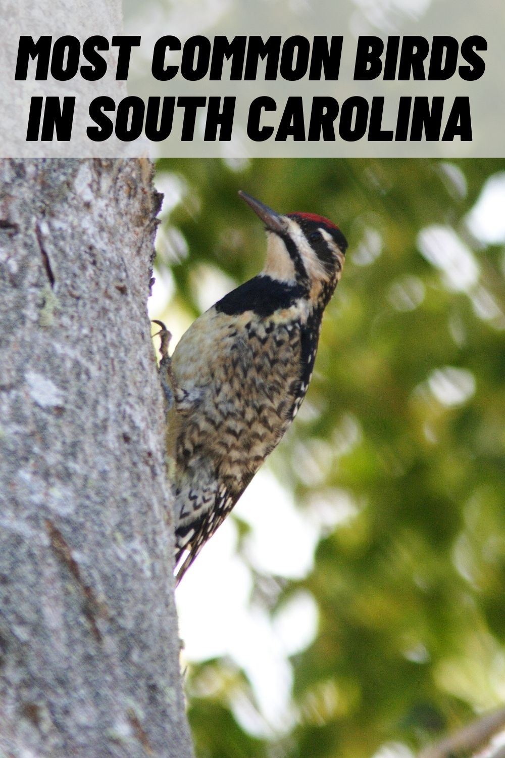 19 Common Birds in South Carolina (SC) (with Pictures)