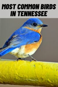 most common birds in tennessee
