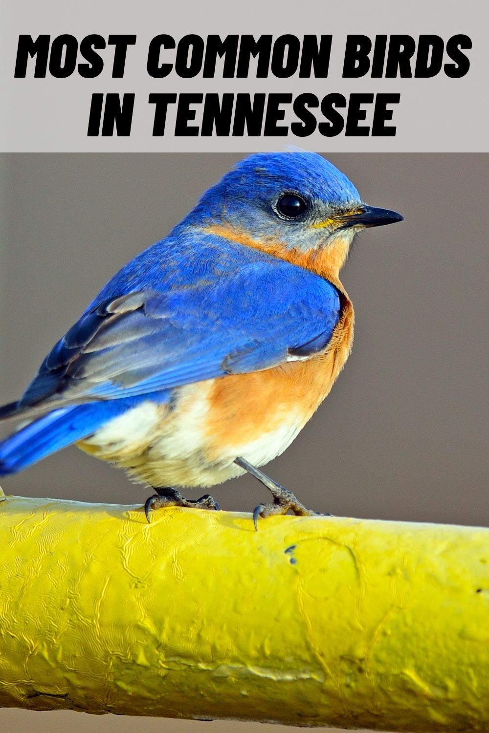 13-common-birds-in-tennessee-tn-with-pictures