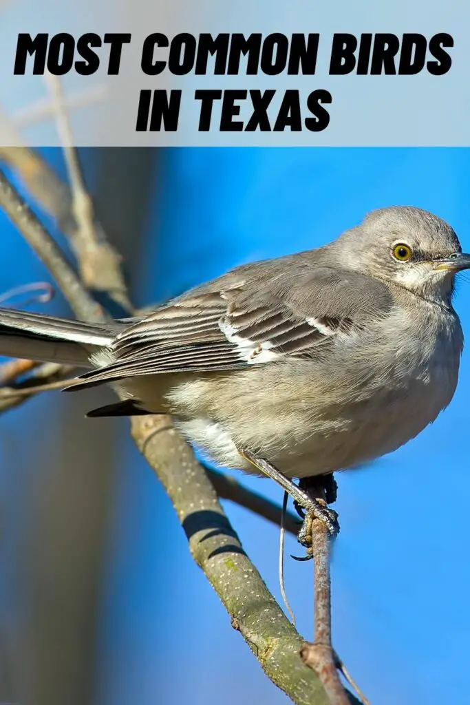 most common birds in texas