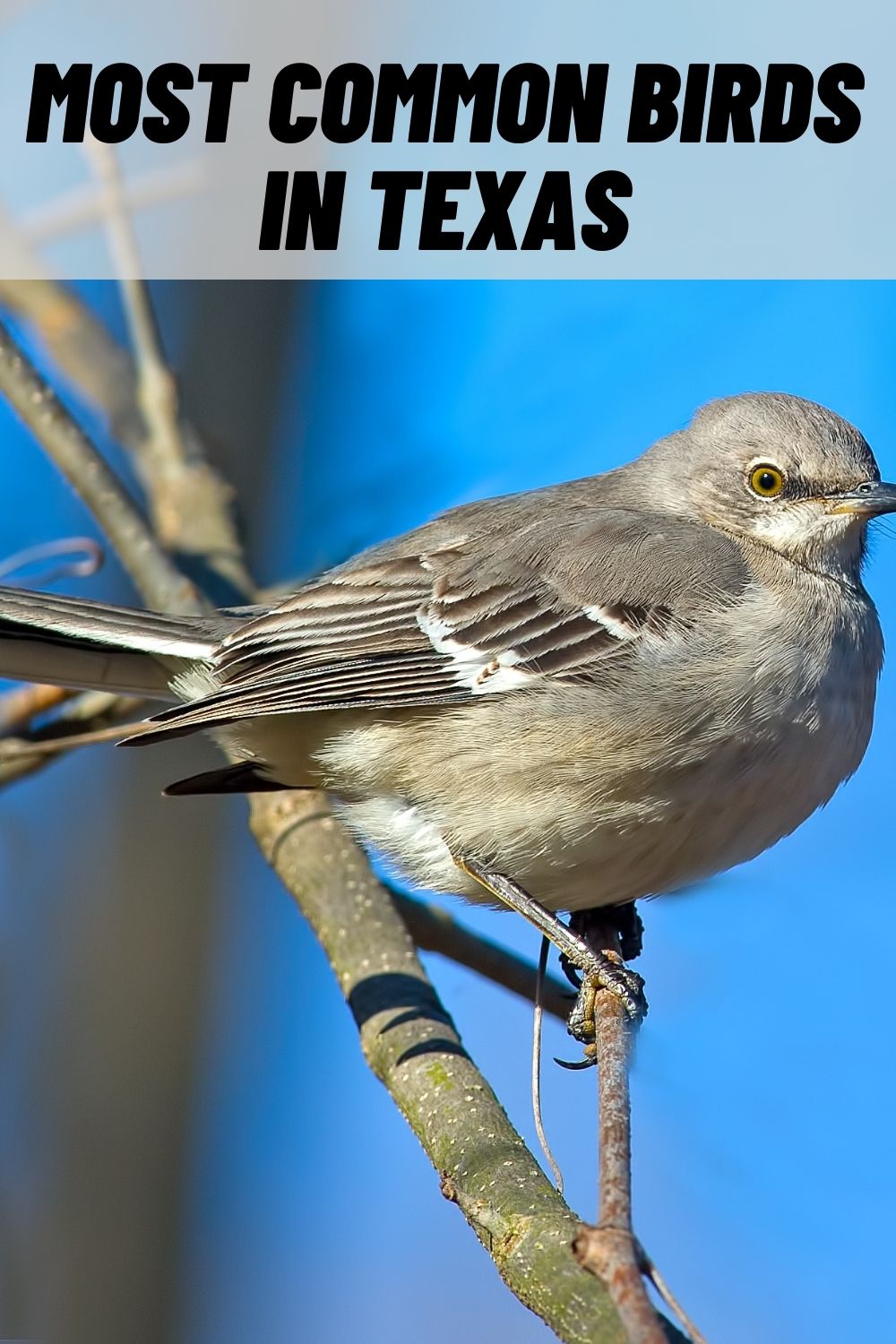 13 Common Birds in Texas (with Pictures)