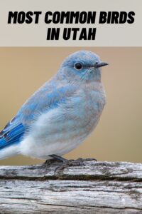 most common birds in utah