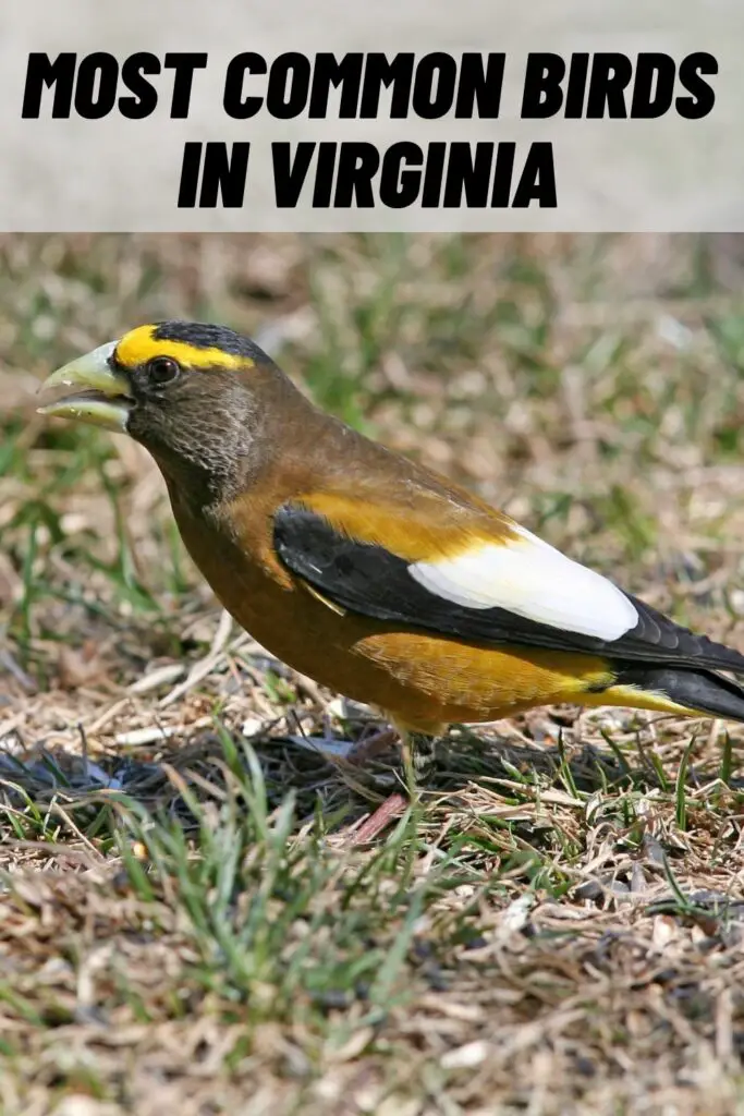 most common birds in virginia