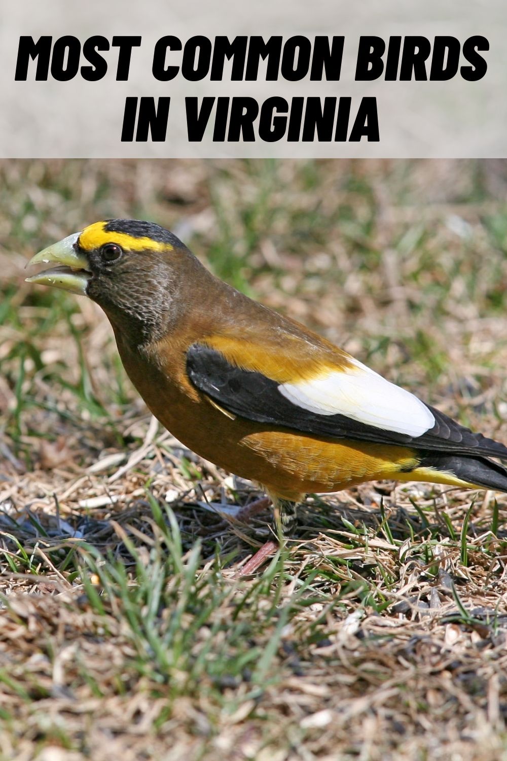 15 Most Common Birds In Virginia With Pictures 5394