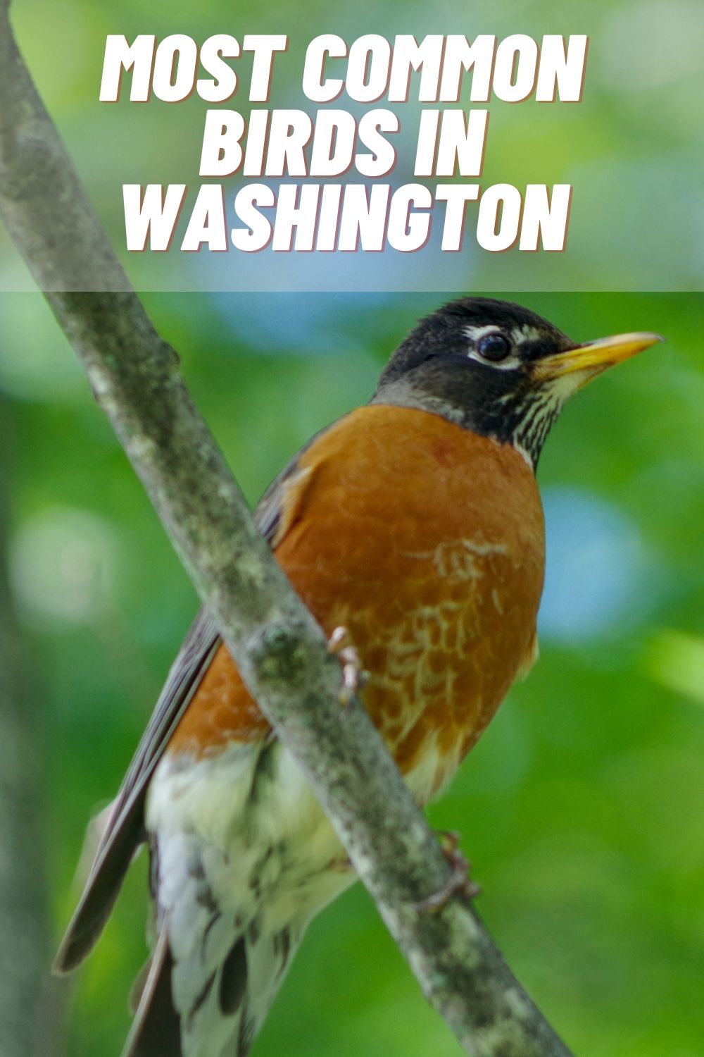 15 Most Common Birds in Washington State (with Pictures)