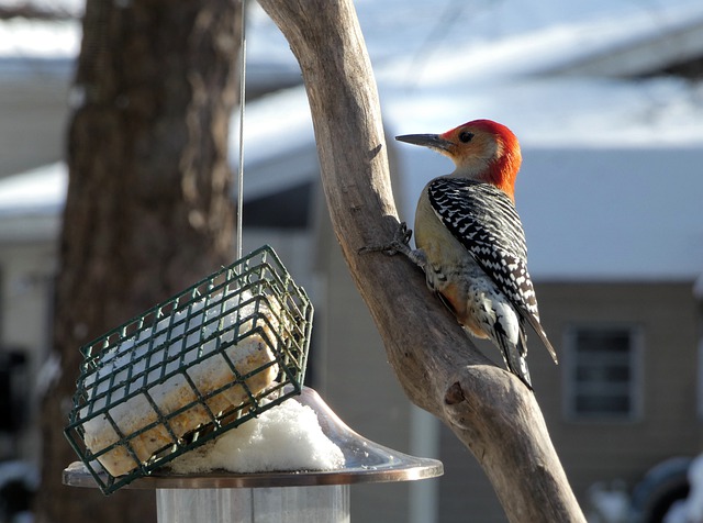 suet feeder