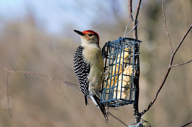 suet cage