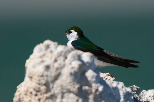 violet-green swallow