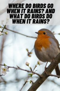 where do birds go when it rains
