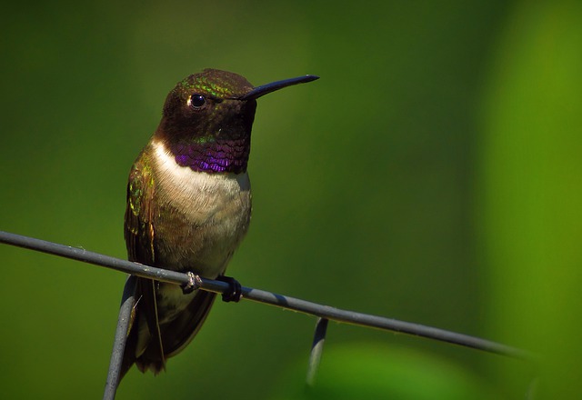 Black-chinned Hummingbirds