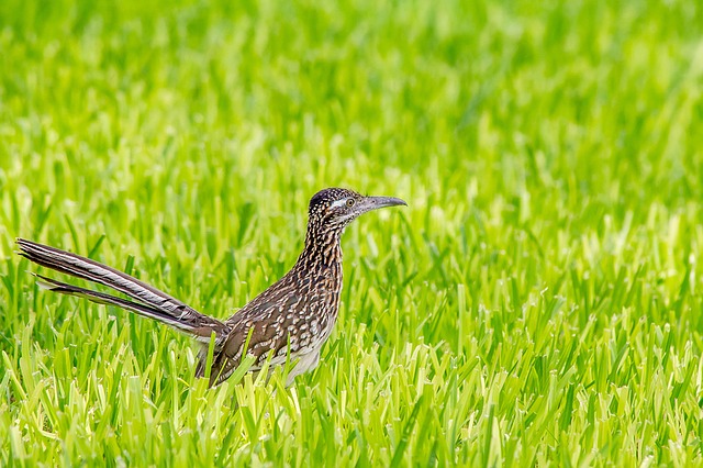 Greater Roadrunner