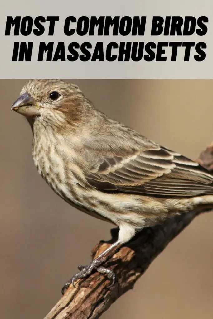 Most Common Birds in Massachusetts