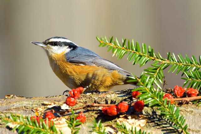 Red-Breasted Nuthatch