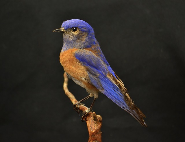 West Bluebird