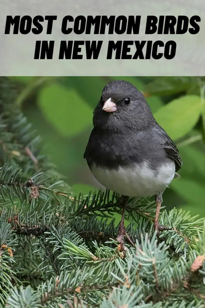 most common birds in new mexico