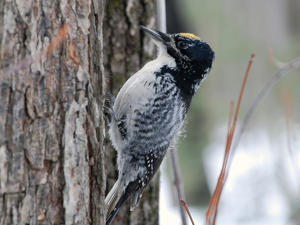 Three-Toed Woodpecker of America