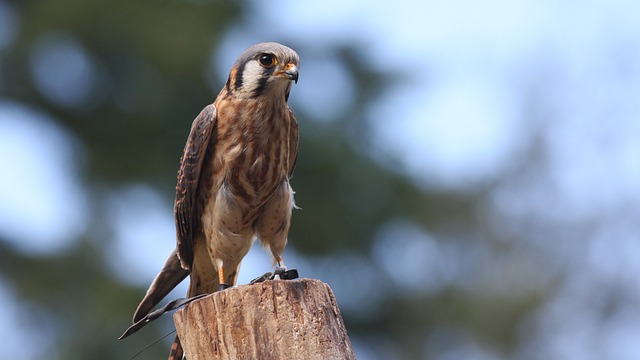 American Kestrels