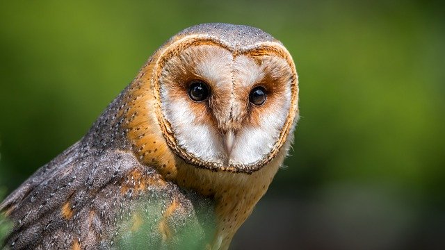 American Barn Owl