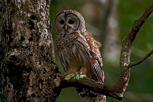 Barred Owl