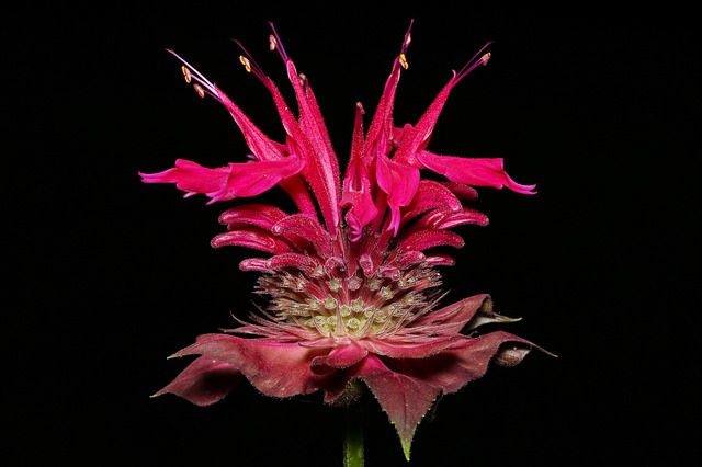 Bee Balm