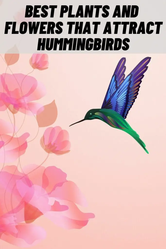 Best Plants and Flowers that Attract Hummingbirds