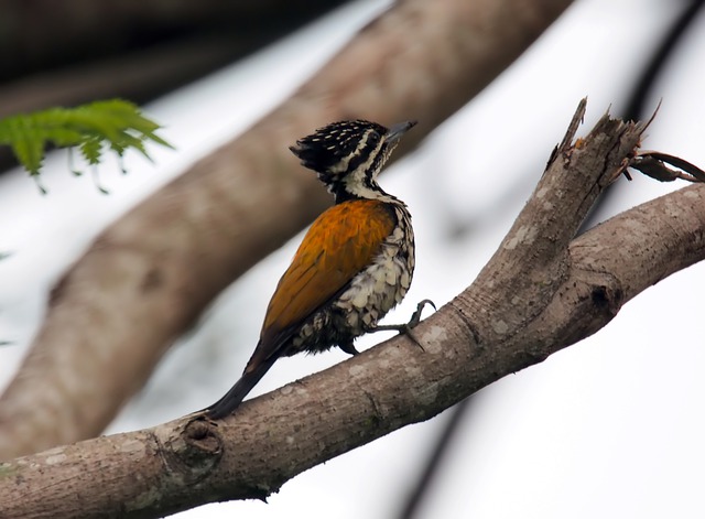 Black-backed Woodpecker