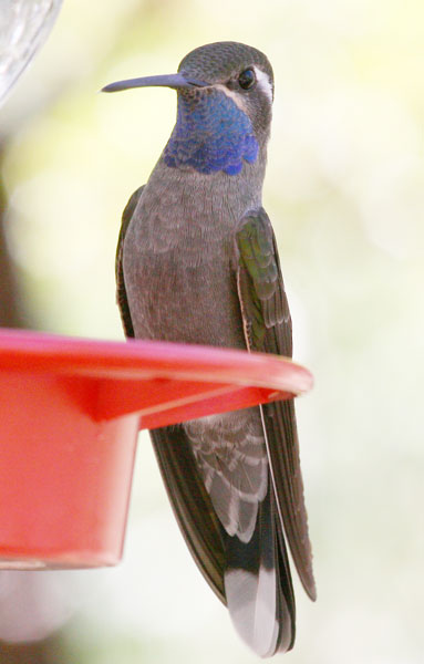 Blue Throated Mountain Gem Humming Bird