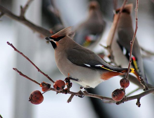 Bohemian Waxwing