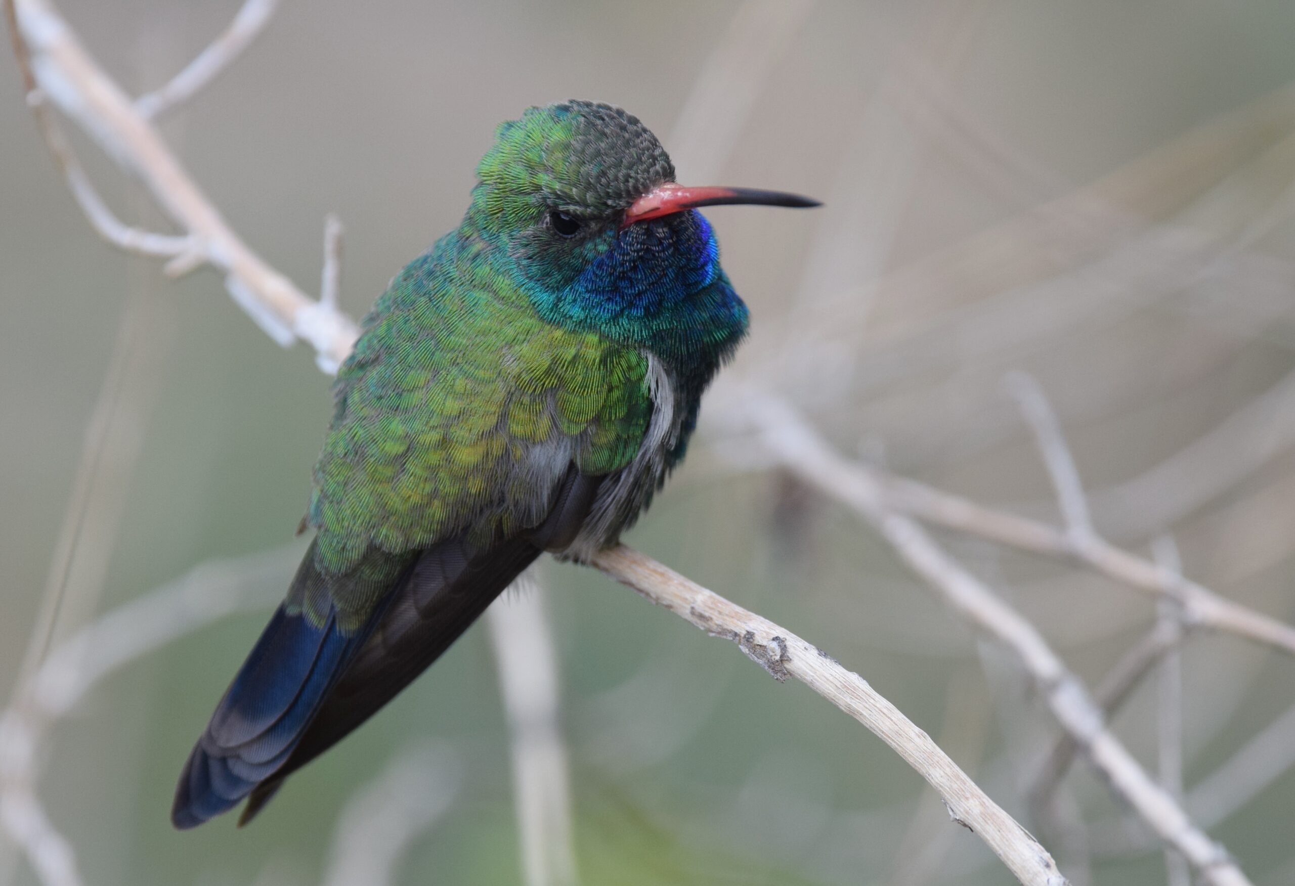 Broad-billed Hummingbirds