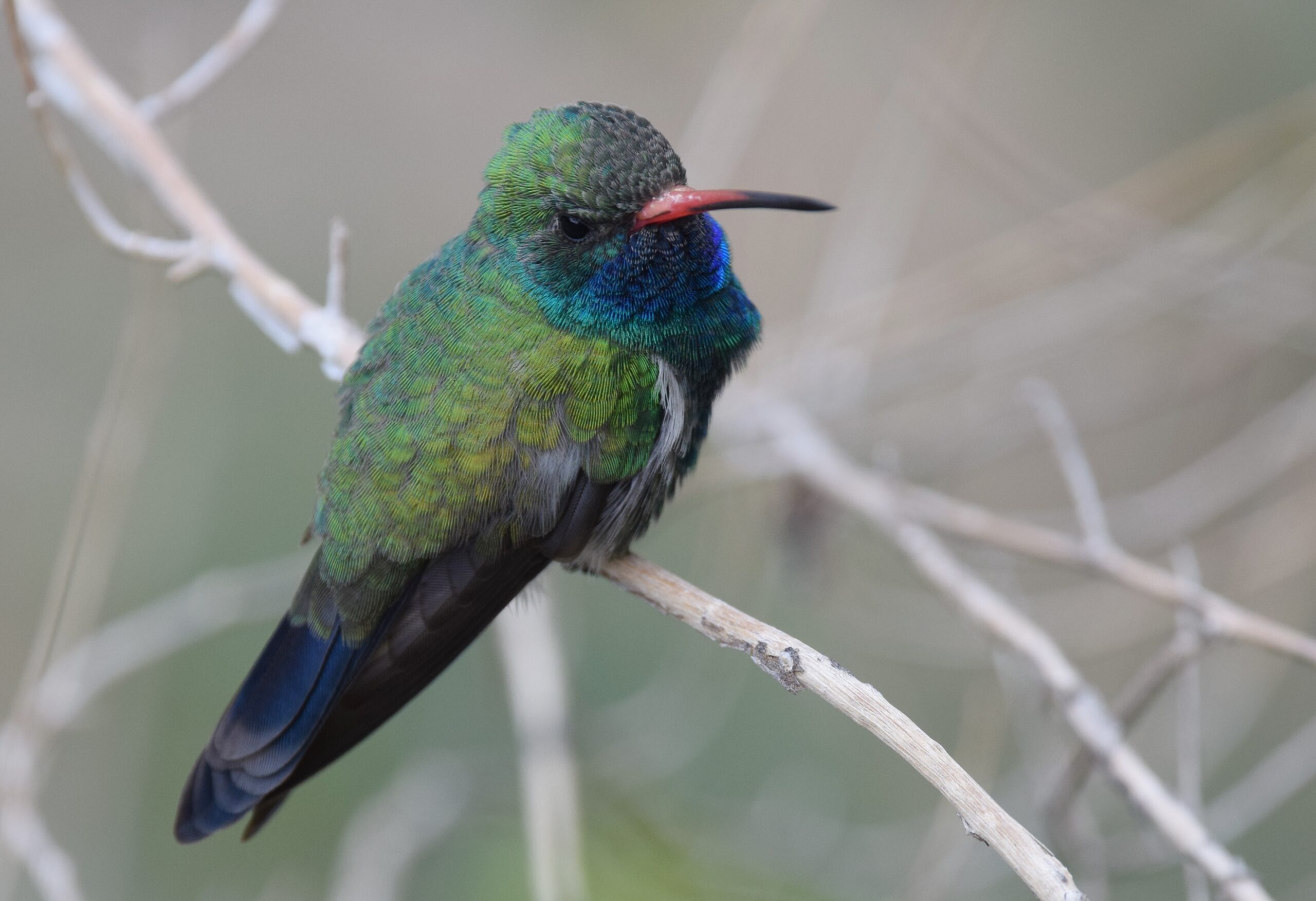 Broad-Billed Hummingbird