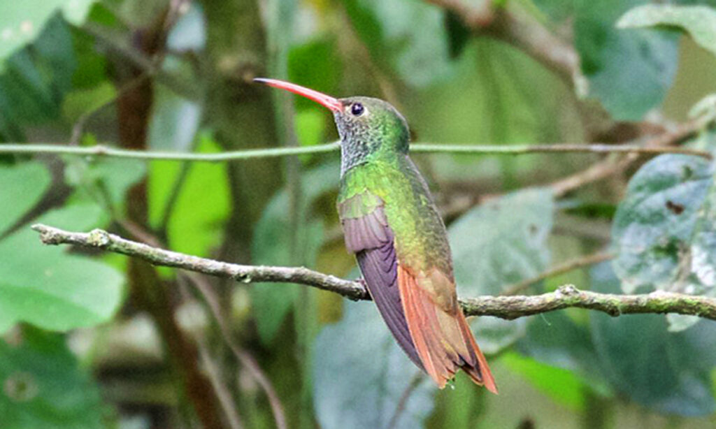 Buff-Bellied Hummingbird