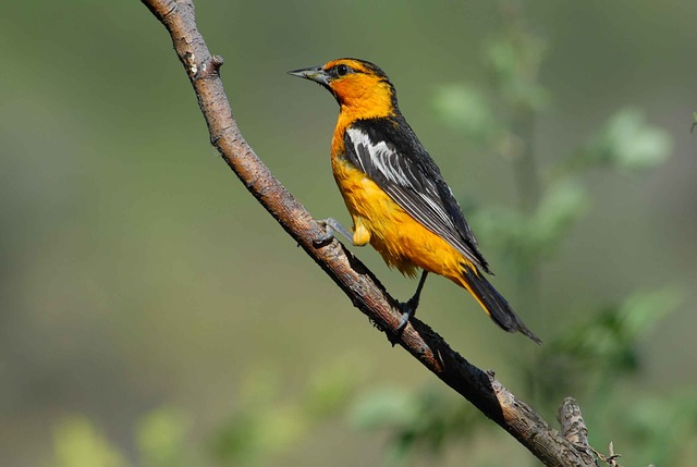 Bullock’s Oriole