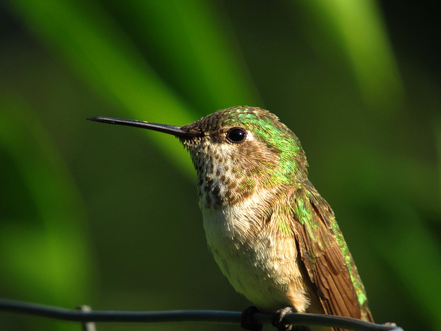 Calliope hummingbird