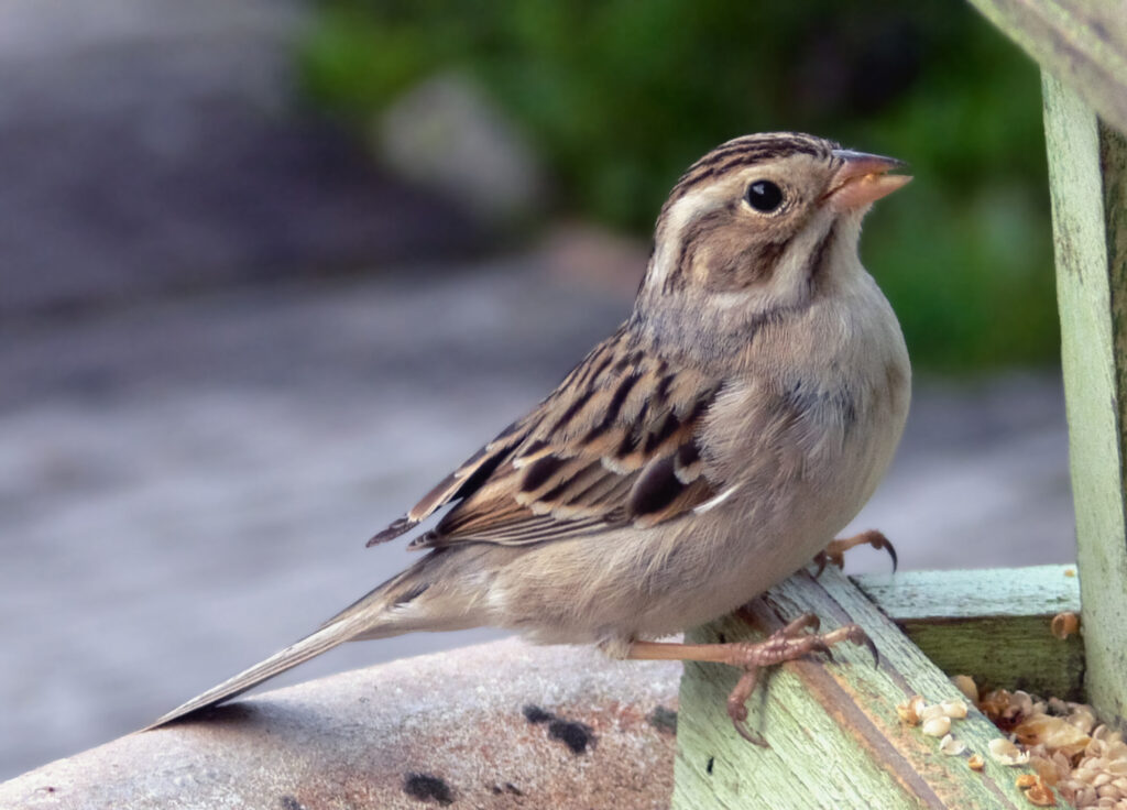 Clay-colored Sparrow