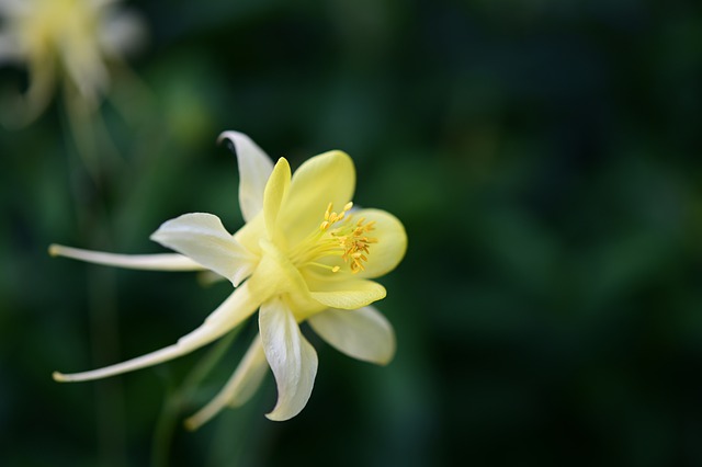 Columbine