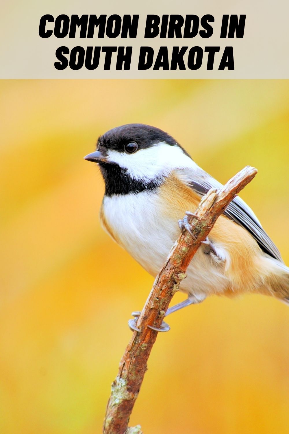 south-dakota-birds-19-birds-in-south-dakota-with-pictures