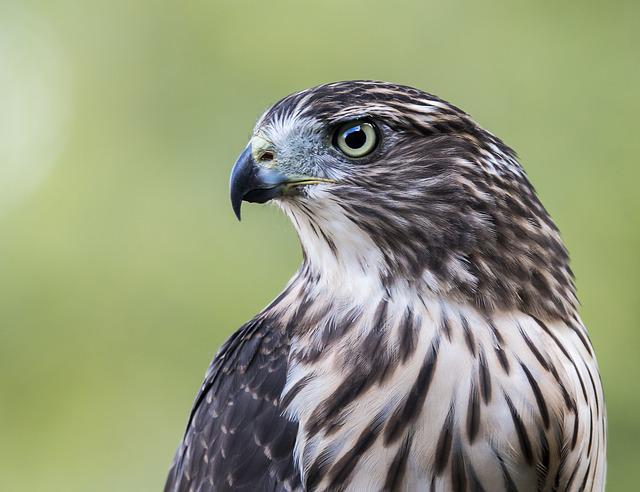 8 Different Species Of Hawks In New York With Pictures