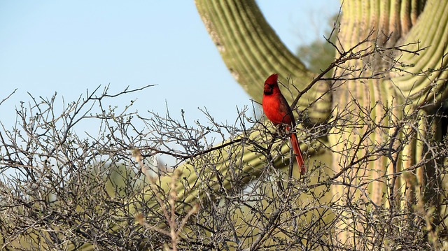 Desert Cardinal