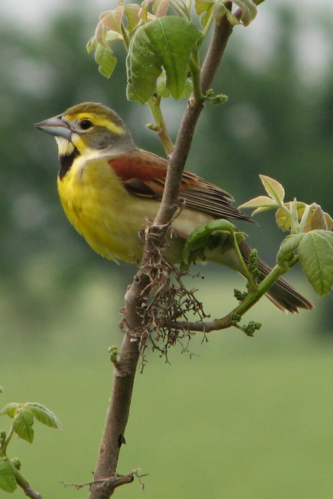 Dickcissel