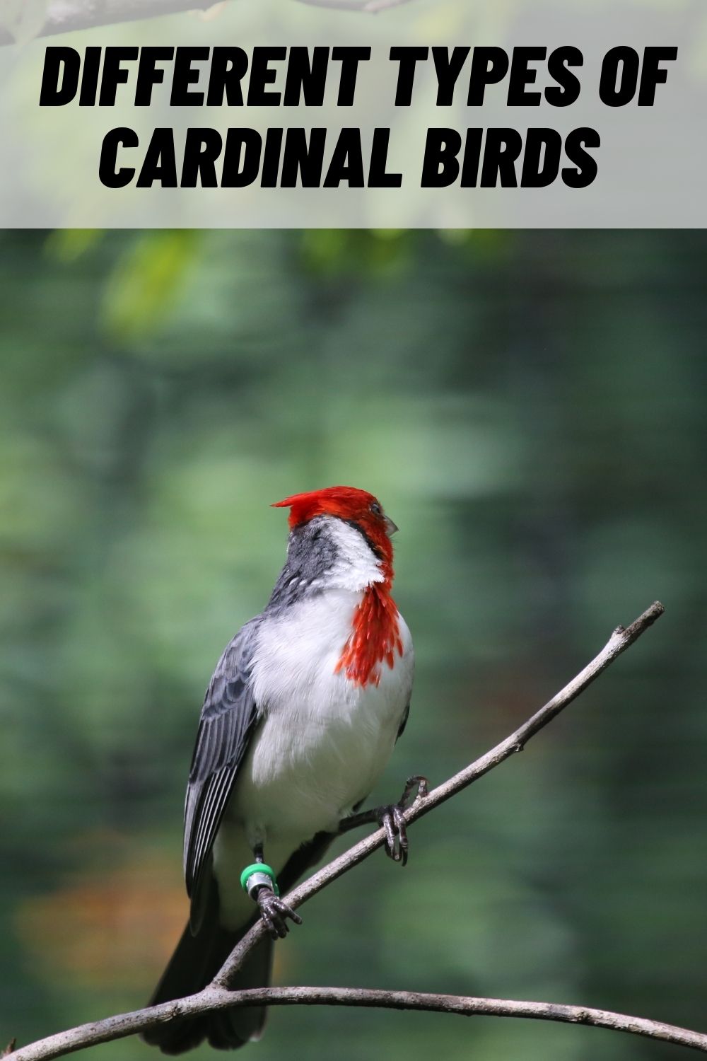 4 Types Of Cardinal Birds (with Pictures)