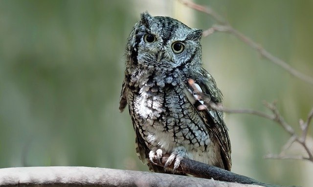 Eastern Screech Owl