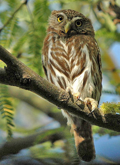 Ferruginous Pygmy-Owl