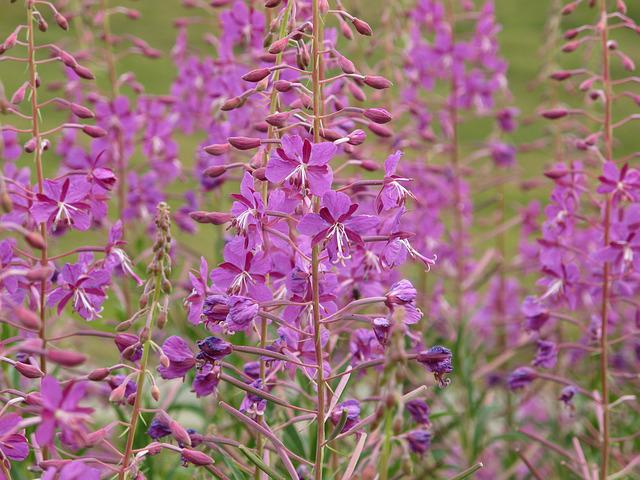 Fireweed