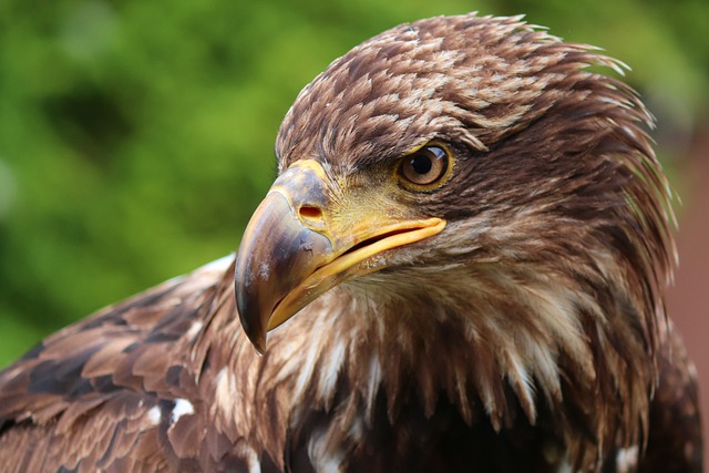 Golden Eagle