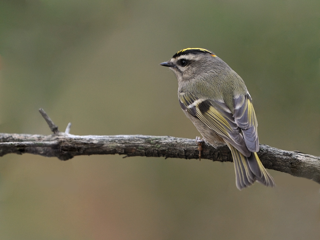 Golden-crowned Kinglet