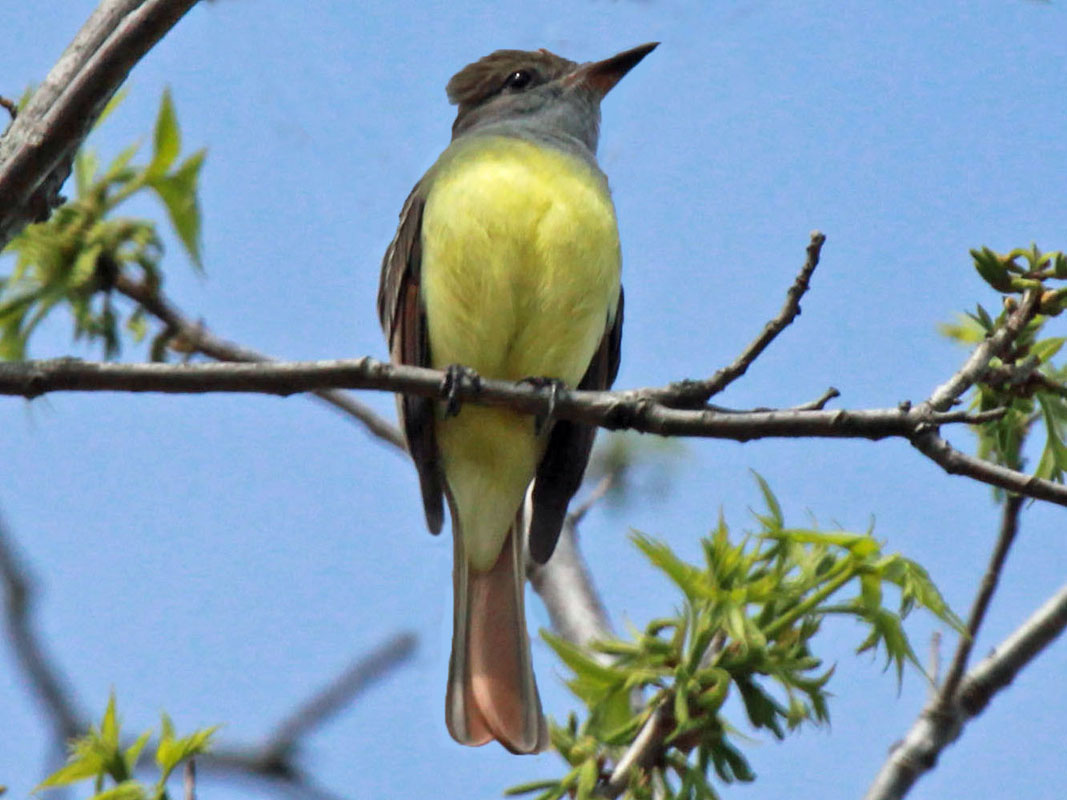 Great Crested Flycatcher