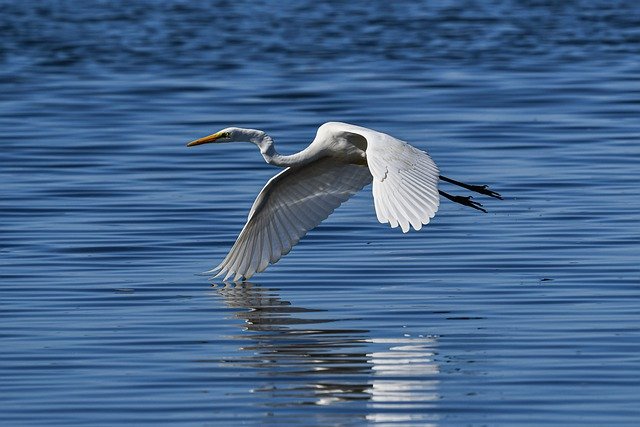 Great Egret