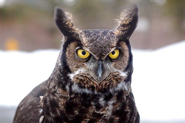 Great Horn Owl