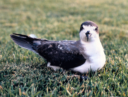 Hawaiian Petrel